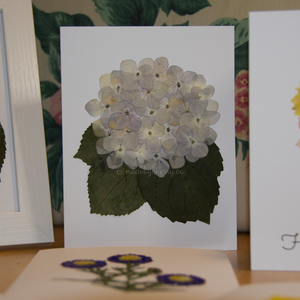 Blank Greeting Cards